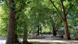 More Camden streets could gain trees under new scheme