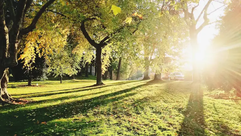 Morning Daylight for Alertness as Days Begin to Shorten