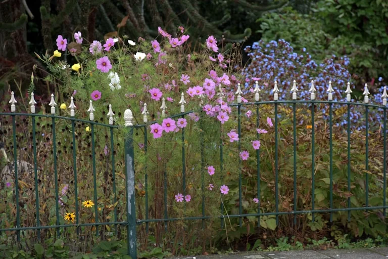 Prepare Your Garden for the Late August Temperature Shift
