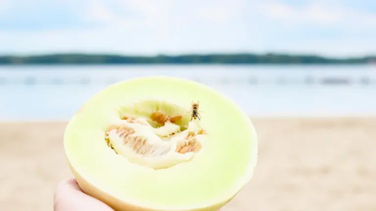 UK wasp stings in late August: picnic safety and 999 signs