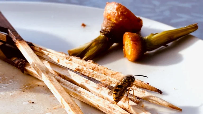 UK wasp stings in late August: picnic safety and 999 signs