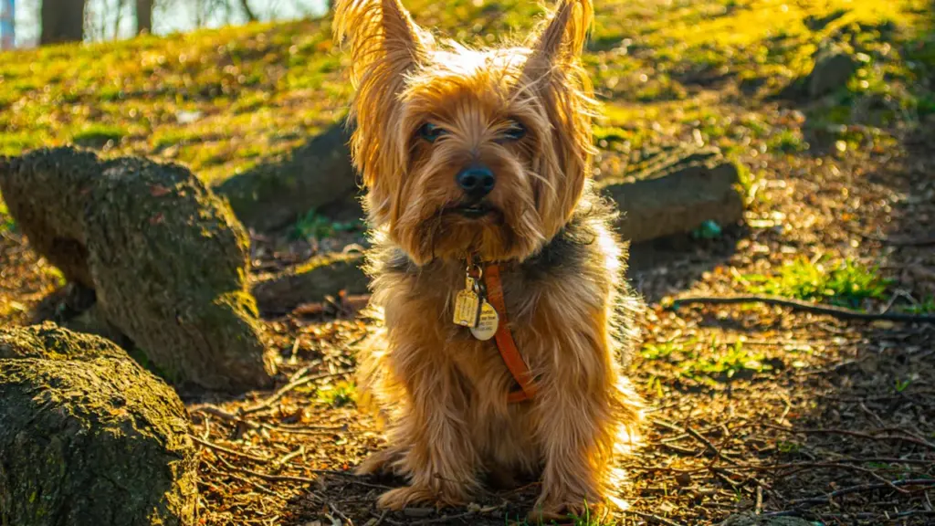 York Museum Gardens Dog Show: £5 tickets for 20 September