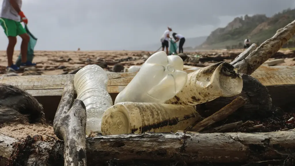 Great British Beach Clean: What to Bring and Record Safely
