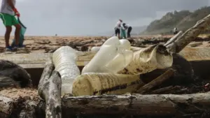Volunteers cleaning plastic debris from a beach with driftwood in the foreground.