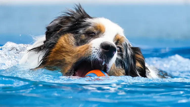 Hitchin Doggy Splash opens £18 slots for 10–11 September
