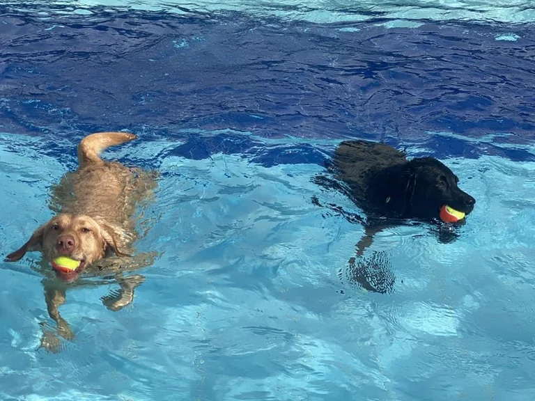 Hitchin Doggy Splash opens £18 slots for 10–11 September