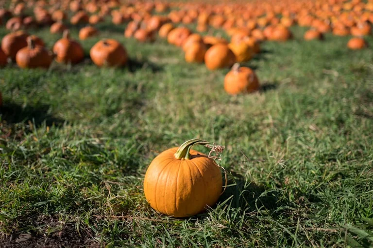 Lancashire pumpkin picking: 9 events from October 2