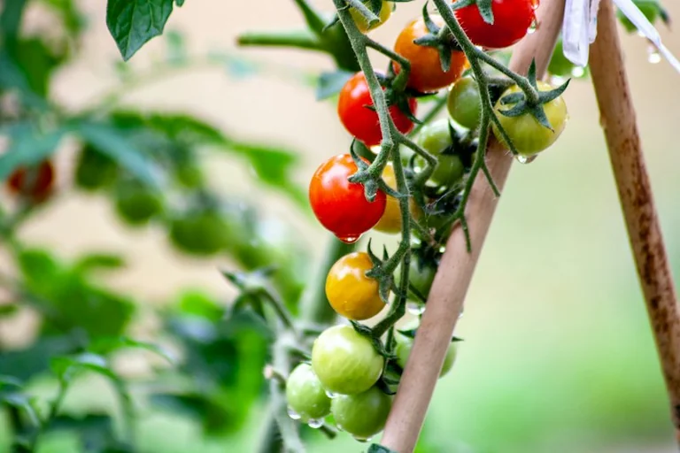 Prepare a UK garden for a wet autumn without overspending
