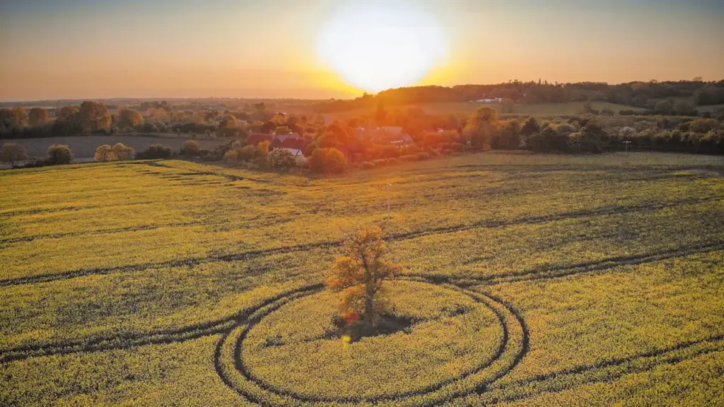 Aerial view of a lone tree in a field at sunset.