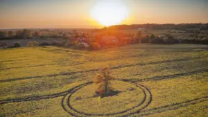 Aerial view of a lone tree in a field at sunset.