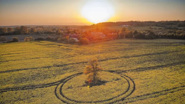 Aerial view of a lone tree in a field at sunset.