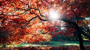 Sunlight filtering through vibrant red autumn leaves in a UK woodland setting.