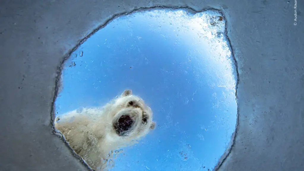 Wildlife Photographer of the Year opens in London on 16 October: what residents need to know