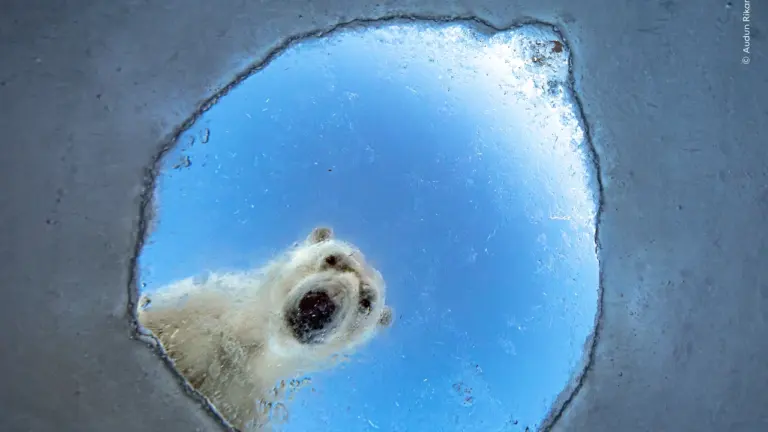 Wildlife Photographer of the Year opens in London on 16 October: what residents need to know