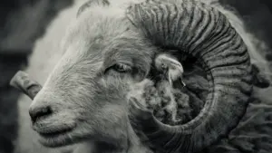 Close-up grayscale profile photograph of a majestic ram with large curled horns.