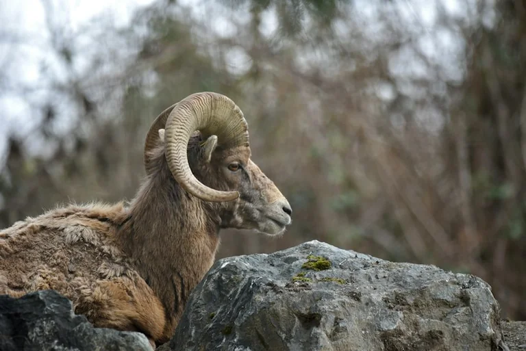 Aries Daily Horoscope for 10 October 2026