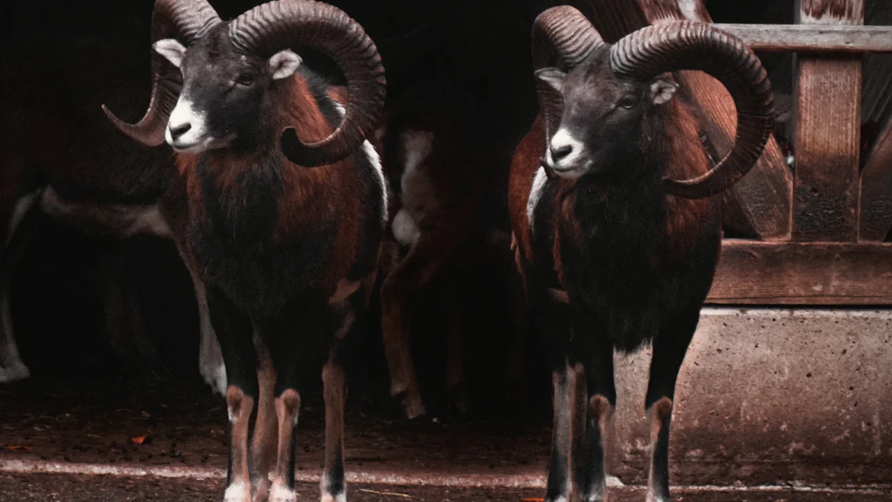 Two majestic rams with large curled horns standing together in a natural enclosure.