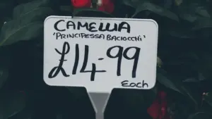 Close up of a price tag in British Pounds for a Camellia plant.